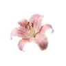 Profile picture of laura
