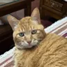 Design Orange Cat的个人资料图片